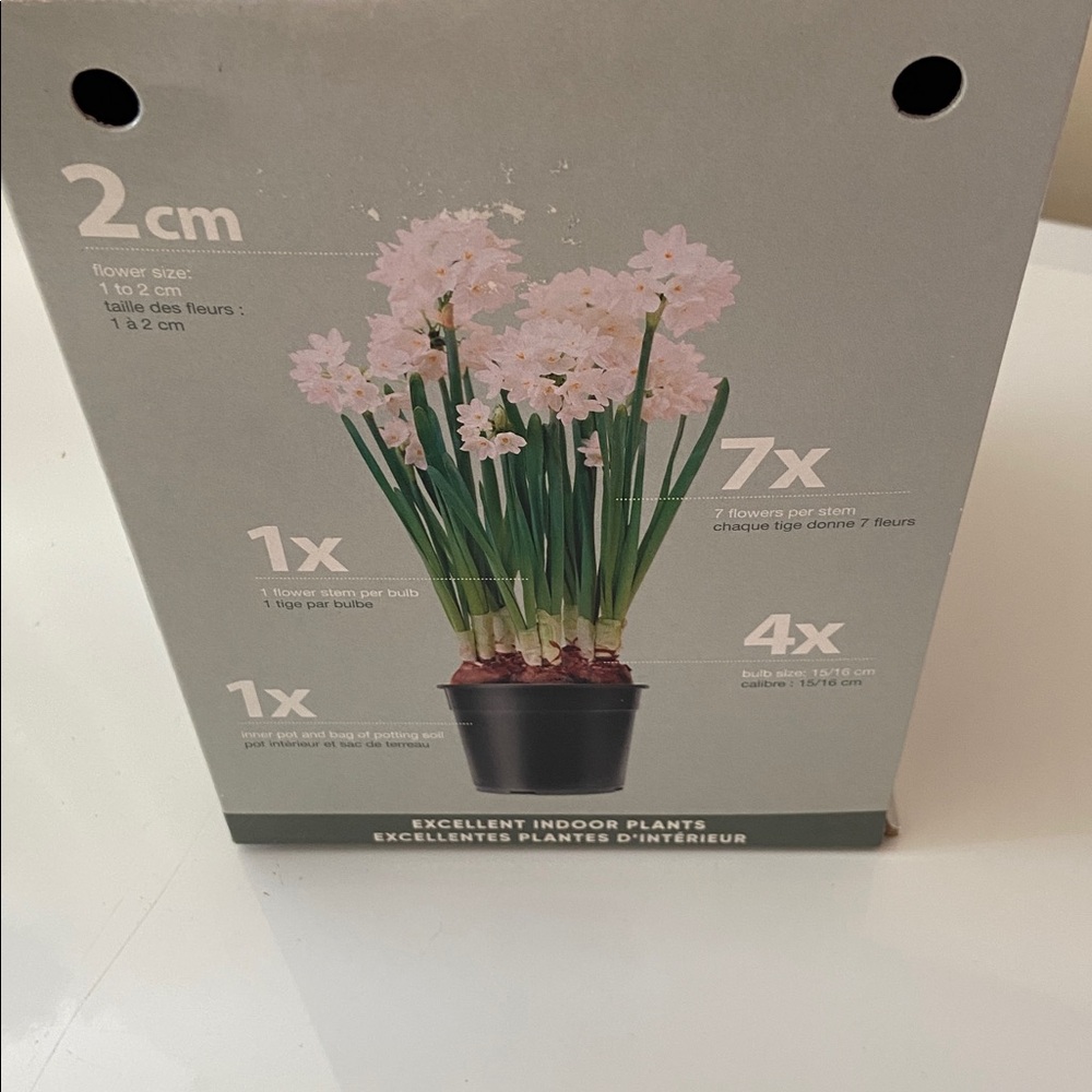 ๐ Ziva Paperwhite Bulb Kit - Picture 2 of 3